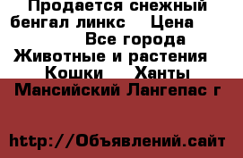 Продается снежный бенгал(линкс) › Цена ­ 25 000 - Все города Животные и растения » Кошки   . Ханты-Мансийский,Лангепас г.